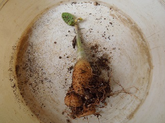 ウンカリーナ8-15-4