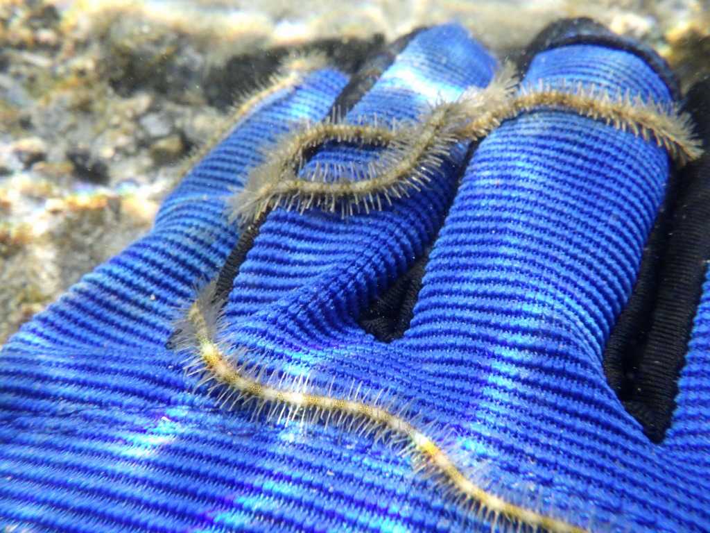 串本磯採集2023年7月下旬26　ウデナガクモヒトデ（Macrophiothrix longipeda）