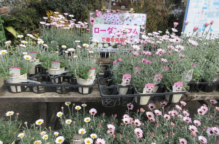 花屋さんの春の人気はローダンセマムとラナンキュラス 狭い庭を花いっぱいにする育て方 楽天ブログ