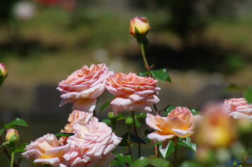 谷津バラ園のバラの花