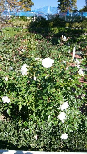 rblog-20181123193001-01.jpg