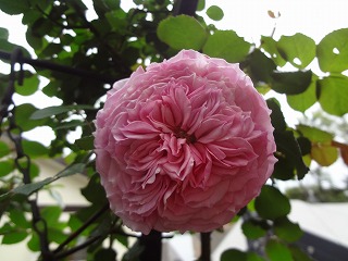 DSC03872.jpg
