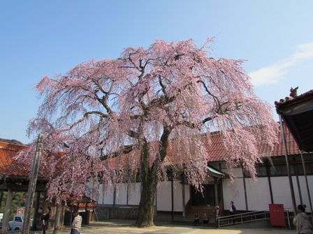 15.03.31桜３.JPG