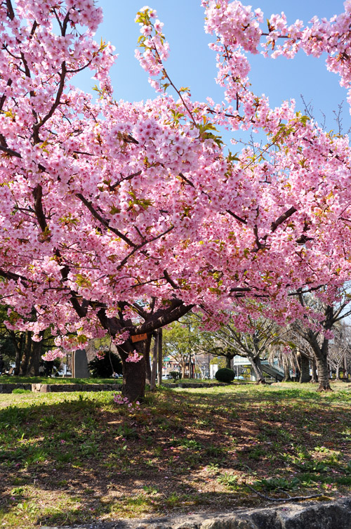 桜３