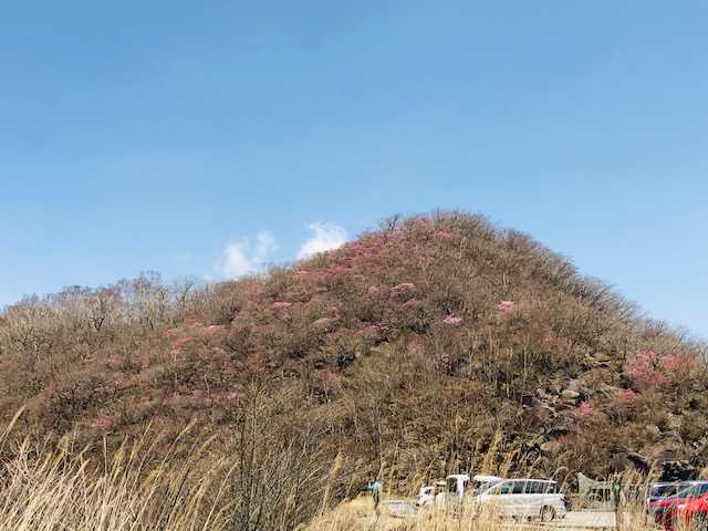 4/21 赤城山の春の絶景!「篭山のアカヤシオ」赤城の山肌に淡いピンクの花々が咲き誇る。春山登山シーズン!! 赤城山の温泉旅館 赤城温泉花の宿