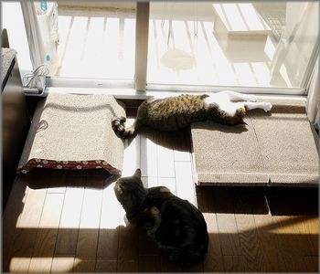 両方ボクの