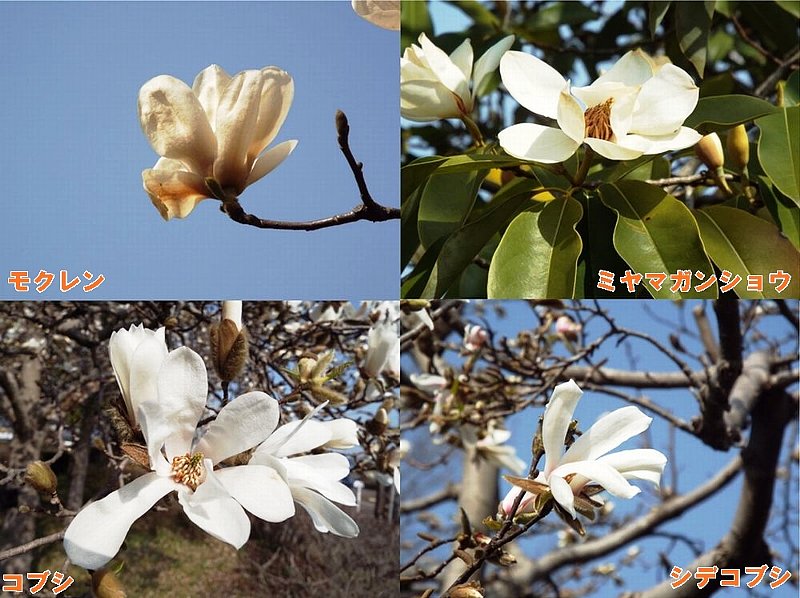 3-22 mokuren-gousei-b.jpg