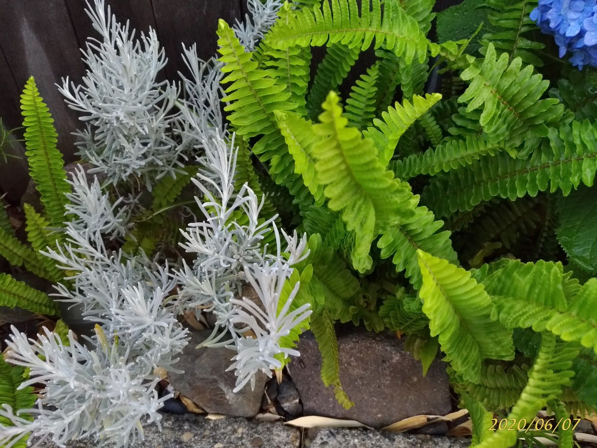 アプローチの下草のシダが元気 憧れの雑木のお庭をめざして Woods Garden 楽天ブログ