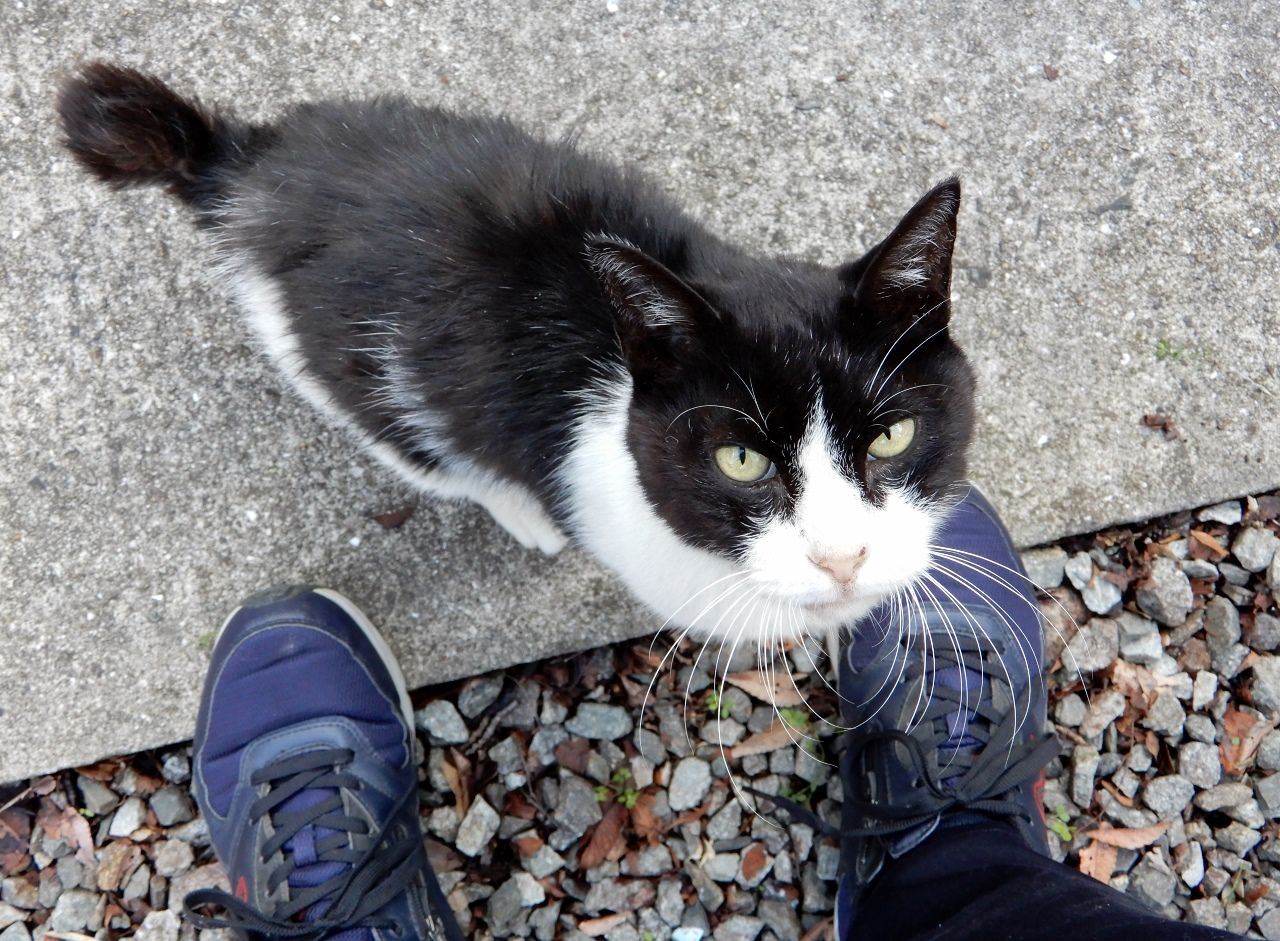 たまが 虹の橋 に旅立ちました の巻 人さまのネコ 楽天ブログ