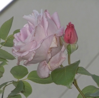 薄紫の花.JPG