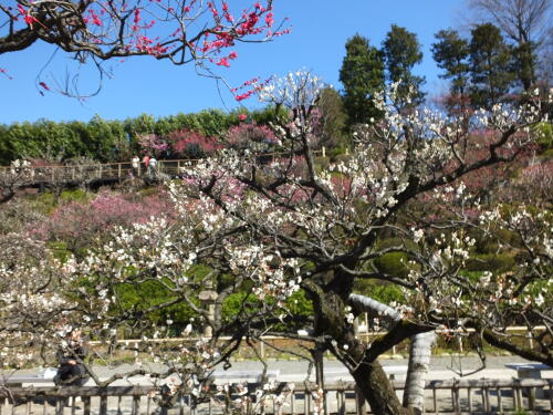 池上梅園にて