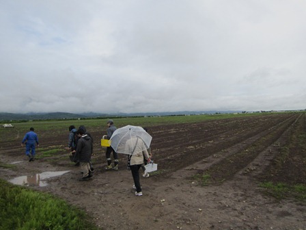 アスパラ狩り　＠北海道美唄市　内山農園