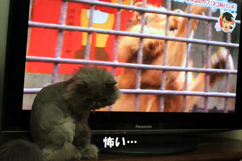 テレビの猫じゃらしでも３.jpg