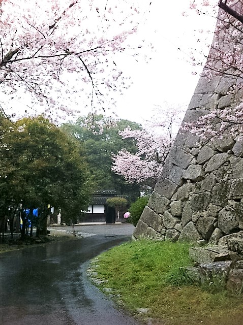 ２__２０１６年４月１日　津山の桜 (2).JPG