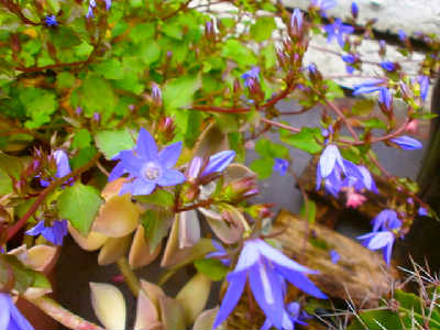 new_P5113957紫花.jpeg