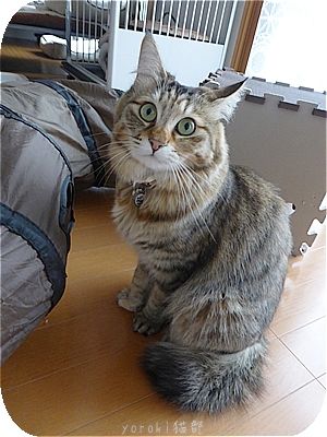 年3月のブログ記事一覧 最近は猫部