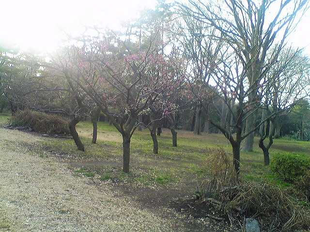 梅林