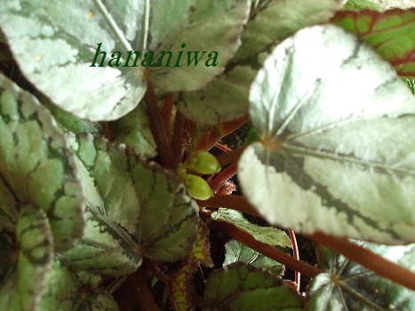 2012_0817トレッサ用寄せ植えとクレマチスの講座とカ0012.JPG
