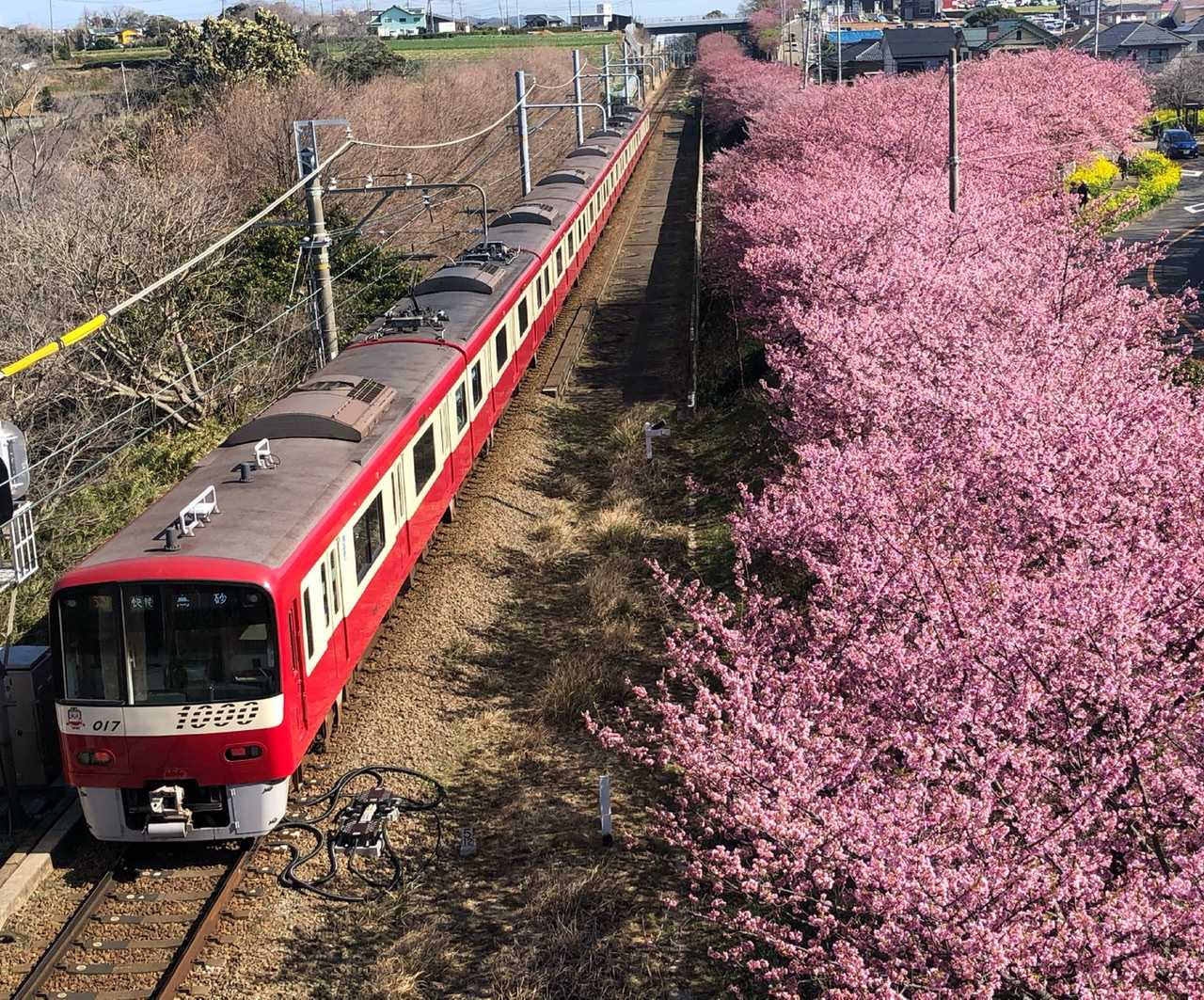 鉄道スケッチ 河津桜と京急電車のコラボレーションです みゃあみゃあのトーク トーク 楽天ブログ