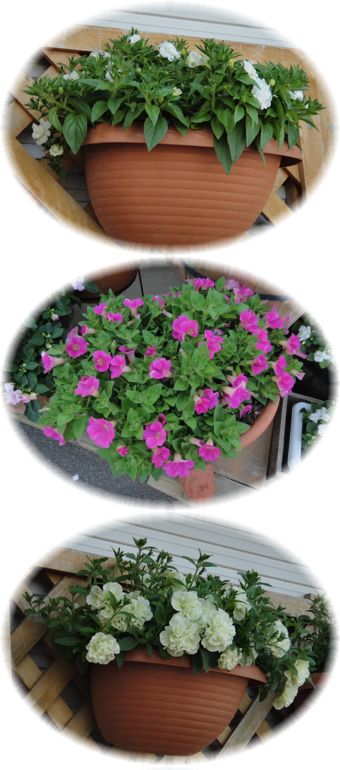 満開を待つペチュニア