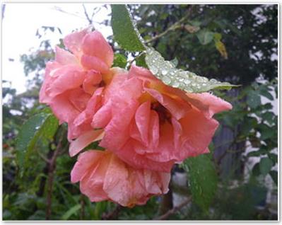 薔薇の花