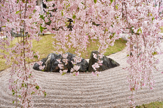 桜１