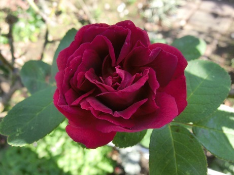 薔薇ジプシーボーイ