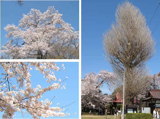 清瀧院の桜とイチョウ