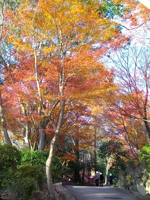 須磨離宮公園の紅葉