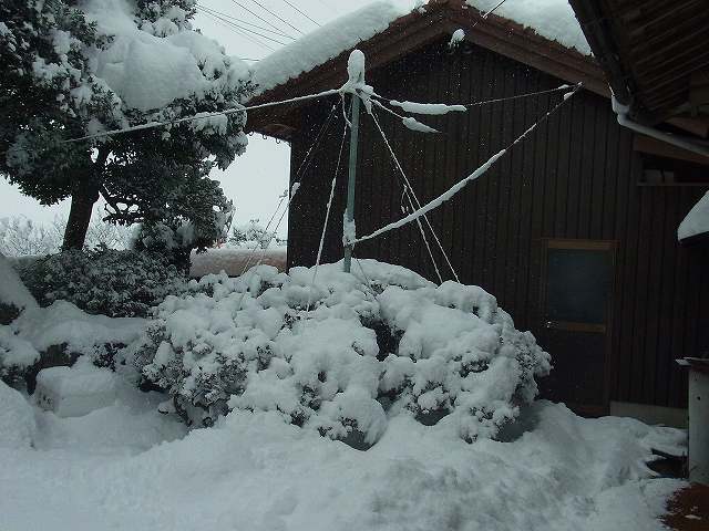 雪吊り