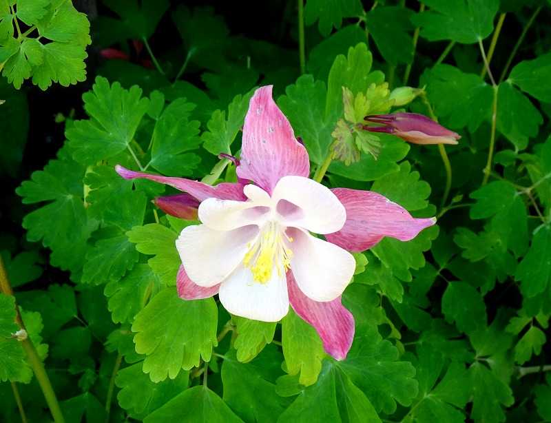 5月6日 今日の一花 その2 セイヨウオダマキ 西洋苧環 Gazengamaのブログ 散歩中に出合った花と趣味の陶芸作品 楽天ブログ 5月6日 今日の一花 その2 セイヨウオダマキ 西洋苧環 Gazengamaのブログ 散歩中に出合った花と趣味の陶芸作品 楽天ブログ