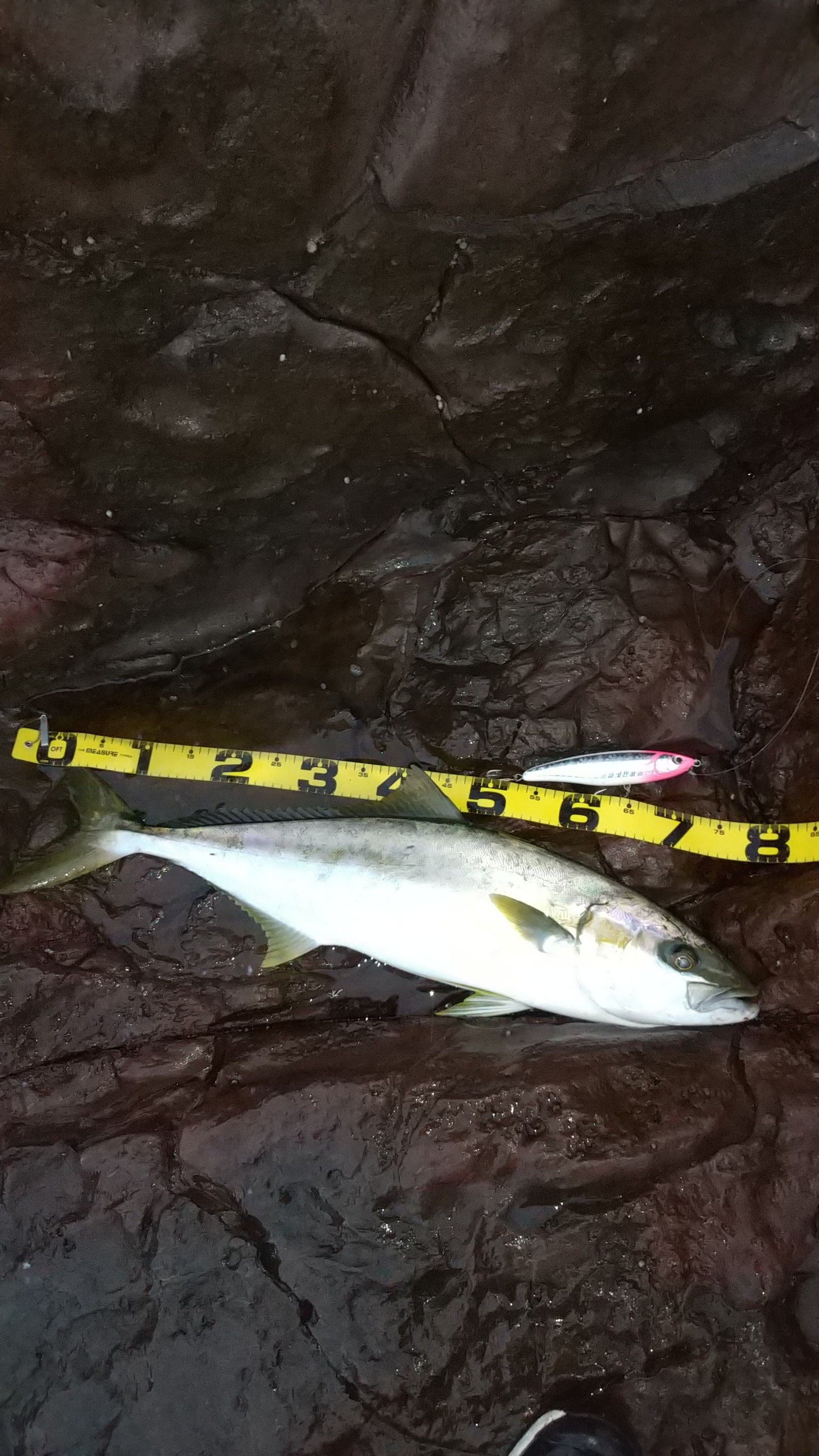 青物 の記事一覧 サメジの釣り暮らし 楽天ブログ