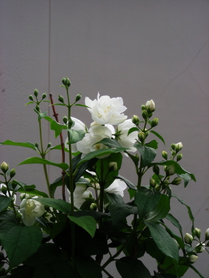 2017-06-22hana.JPG