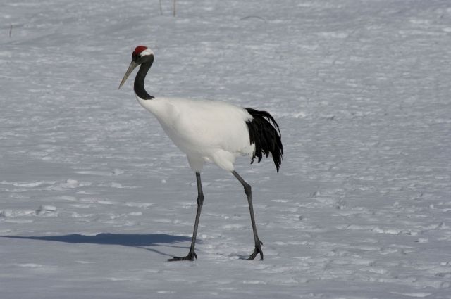 ツルは 殿様が食う料理だった 私設見逃してもいい動物園 楽天ブログ