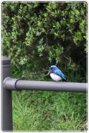 地場産-10 オオルリ 13.4.30