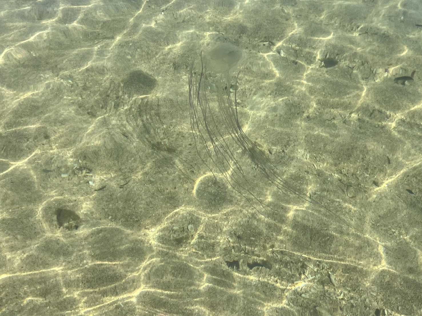 ペンションシーシャイン　歩いて5分くらいのビーチ クラゲがいた