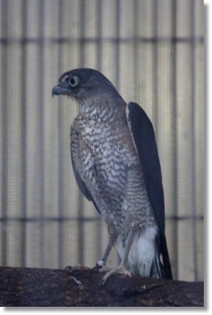 東京旅行-29 上野動物園 ツミ・メス 13.10.5