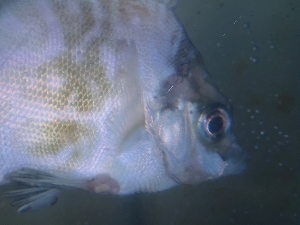 ツボダイ（Pentaceros japonicus）16　深海魚飼育