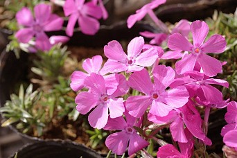 sibasakura-pink.jpg