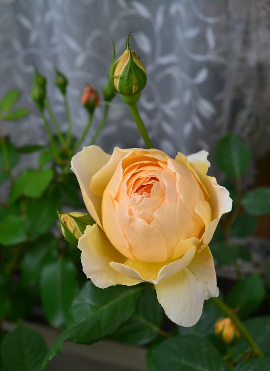 DSC_0378.JPG