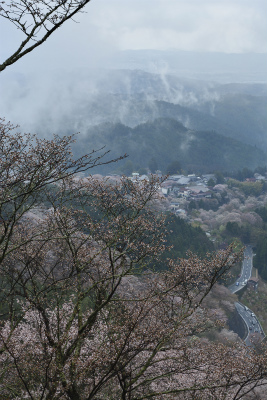 吉野23