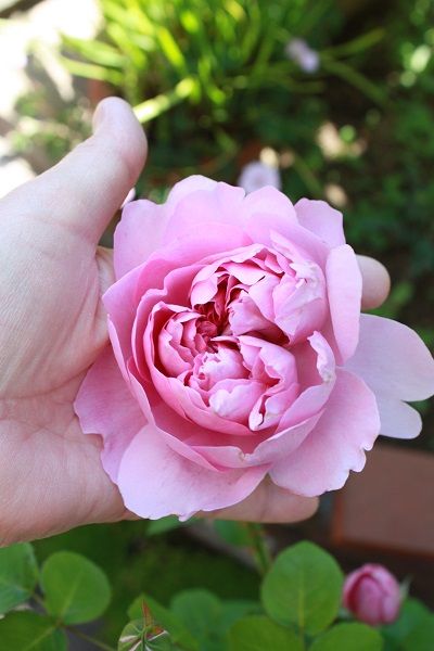 ガーデニング エブリンローズの咲く庭で 楽天ブログ