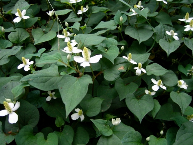 どくだみ2 (640x480).jpg