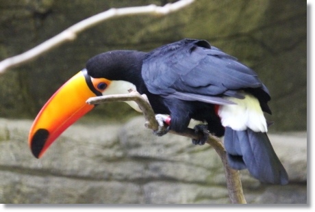 東京旅行-58 オニオオハシ-7 13.10.5