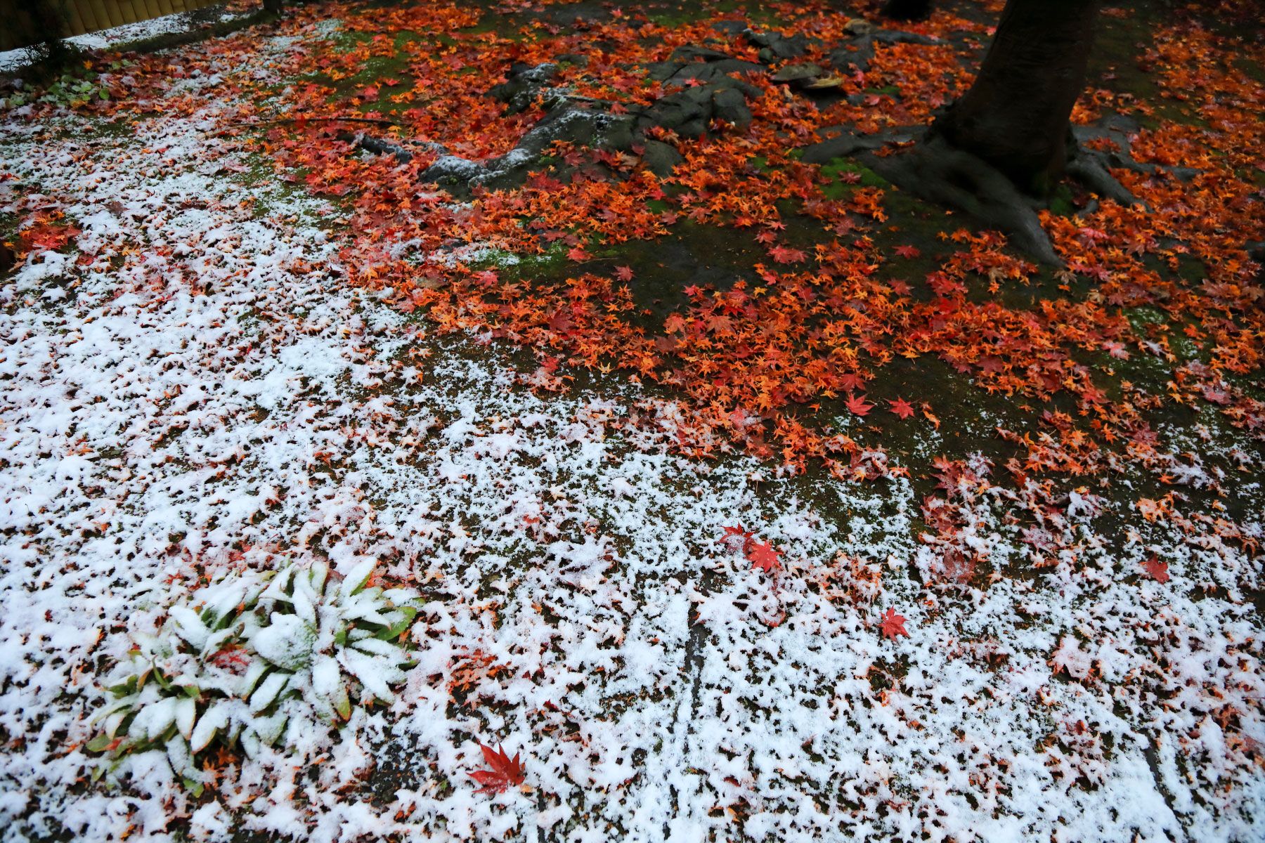 紅葉落ち葉に初雪 壁紙自然派 楽天ブログ