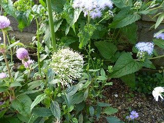 P1240979ss.jpg