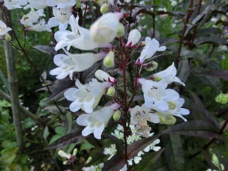 ペンステモン・ハスカーレッド