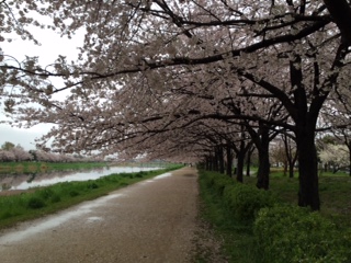 sakuranamiki2.JPG