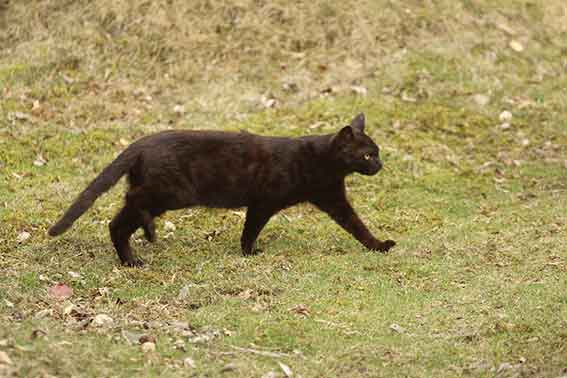 我が家のニャンコ♪2016/4/13-3
