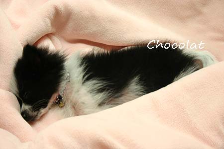 ショコラ 毛布の上で